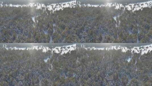 航拍下雪时的林海雪原绿色松林高清在线视频素材下载
