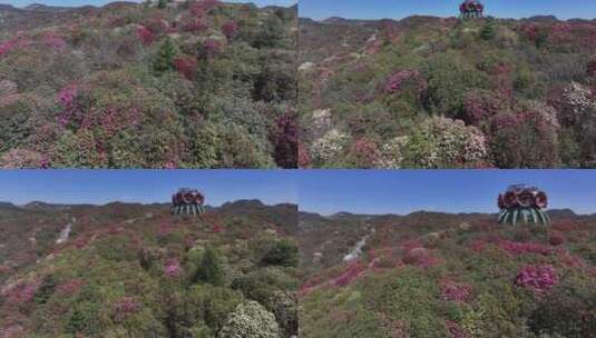 航拍贵州百里杜鹃景区花草蓝天白云高清在线视频素材下载