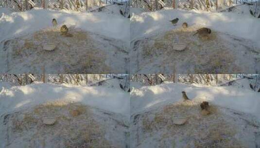 特写雪天在树林中觅食的小鸟高清在线视频素材下载