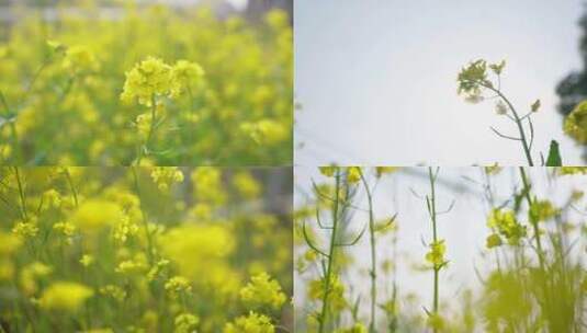 油菜花 油菜田高清在线视频素材下载