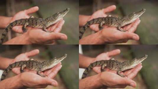 手掌上的小鳄鱼高清在线视频素材下载