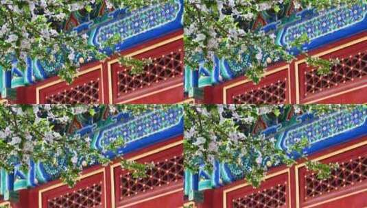 北京春天明清古建筑与凋落的海棠花特写高清在线视频素材下载