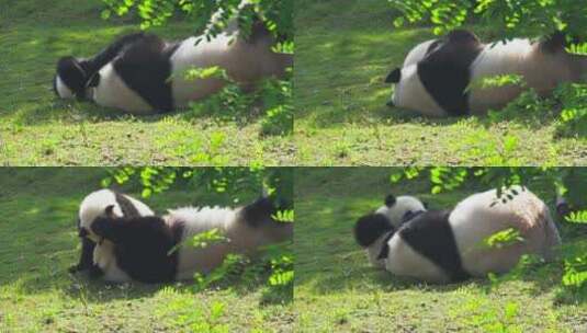 大熊猫妈妈和熊猫宝宝在一起玩耍高清在线视频素材下载