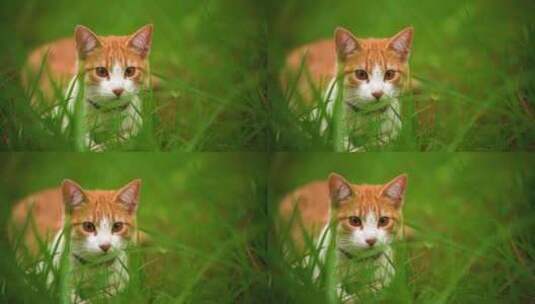 狩猎的猫咪高清在线视频素材下载