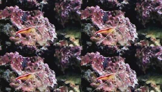 虾在水下的镜头高清在线视频素材下载