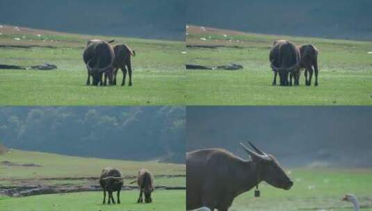 水牛视频草地上水牛远景特写慢镜头高清在线视频素材下载