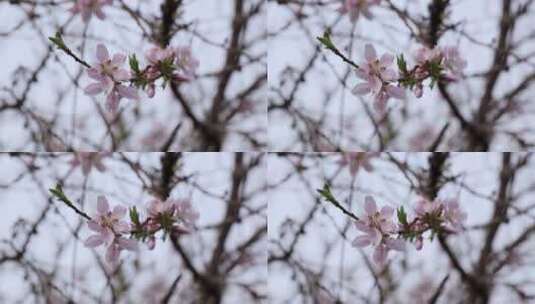 慢镜头下的樱花高清在线视频素材下载