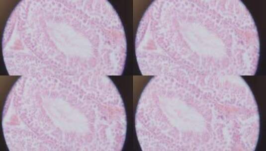 显微镜下的细胞高清在线视频素材下载