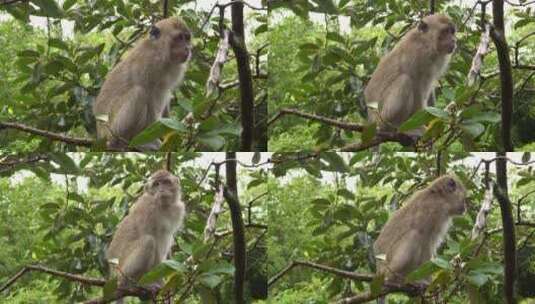 坐在树枝上四处张望的猕猴高清在线视频素材下载