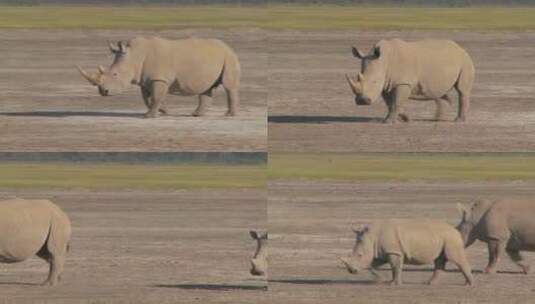 一头犀牛在泥泞的平原上行走高清在线视频素材下载