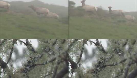 奔跑在草原上的麋鹿高清在线视频素材下载
