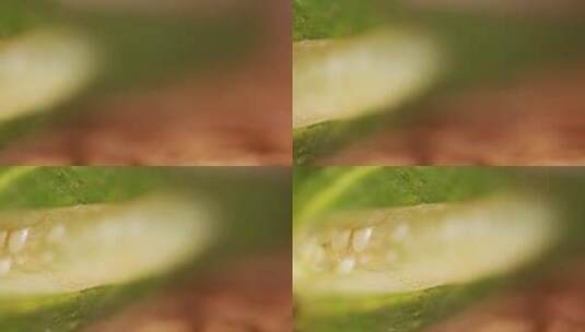 大头黄瓜黄瓜籽高清在线视频素材下载