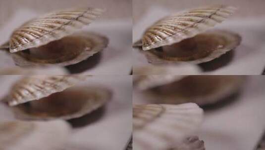 贝壳打开的扇贝高清在线视频素材下载