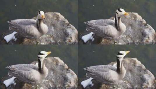鸭子斑头雁在岸边岩石上梳理羽毛高清在线视频素材下载