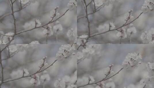 杏树杏花开放LOG视频素材高清在线视频素材下载