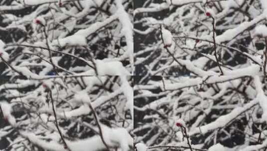 树枝上的积雪雪松落雪高清在线视频素材下载