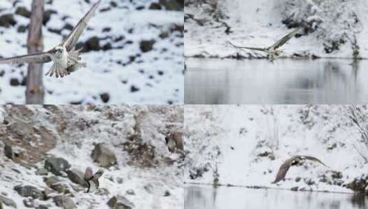 雄鹰在雪中飞翔捕鱼高清在线视频素材下载