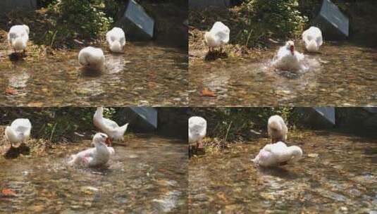 农村河里的鸭子在洗澡高清在线视频素材下载