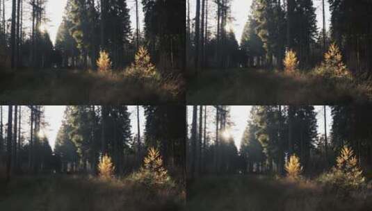 阳光照亮的森林高清在线视频素材下载