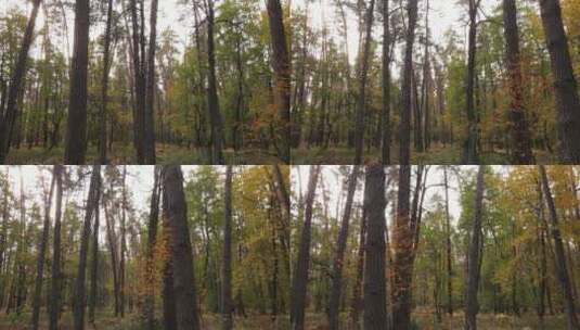 秋天森林里的树木高清在线视频素材下载