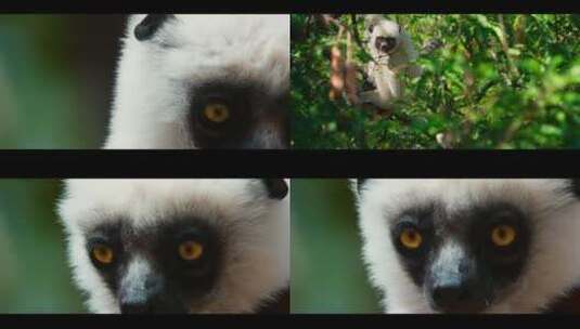 动物园白色猴子在树上跳来跳去高清在线视频素材下载