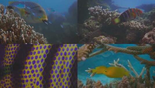 蓝色海底世界海洋动物礁石鱼群珊瑚海洋高清在线视频素材下载