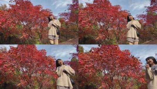 济南红叶谷景区，秋季满山红叶景观高清在线视频素材下载