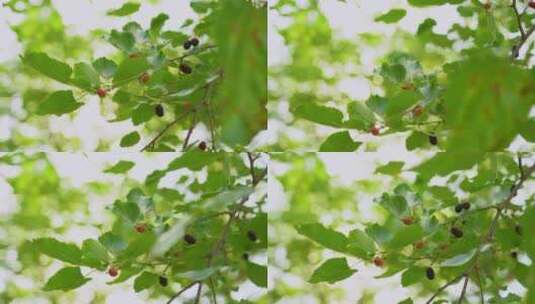 桑树枝头成熟的桑葚高清在线视频素材下载