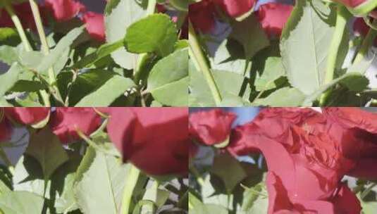 玫瑰花在家里高清在线视频素材下载