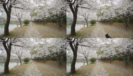 春日里天空下的樱花树高清在线视频素材下载