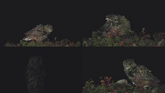 夜晚猫头鹰树上捕食进食高清在线视频素材下载