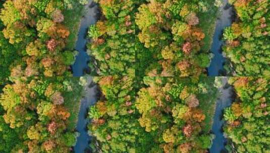 秋天森林间的小溪航拍高清在线视频素材下载