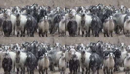 暴风雪下的一群山羊高清在线视频素材下载