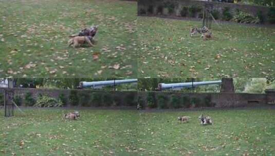 三只狗在公园里玩耍高清在线视频素材下载
