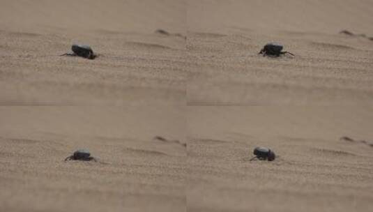 一只在沙子里挖掘的甲虫高清在线视频素材下载