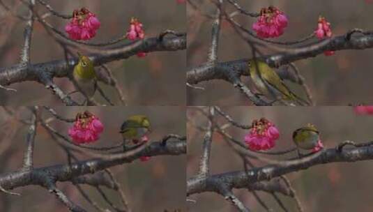 日本白眼鸟在枝头啄花朵高清在线视频素材下载
