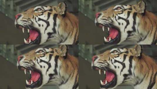 老虎东北虎野生保护动物猛兽标本模型高清在线视频素材下载