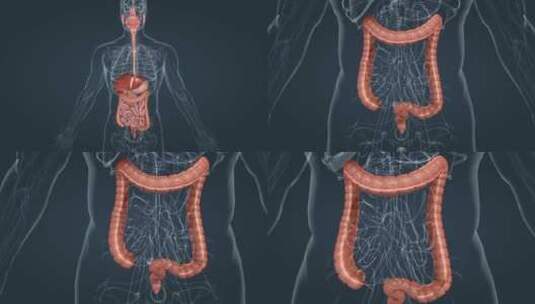 消化系统人体器官消化吸收过程三维动画高清在线视频素材下载
