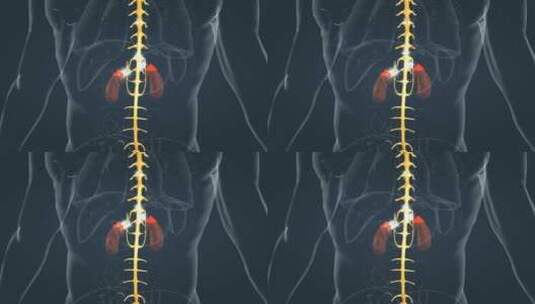 医学人体器官肾脏内分泌系统肾上腺三维动画高清在线视频素材下载