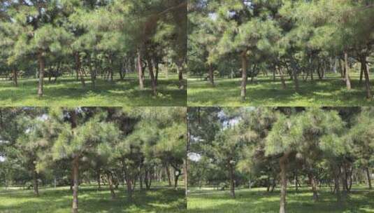 公园中的松树林高清在线视频素材下载