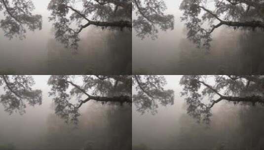 清晨浓雾中的森林高清在线视频素材下载
