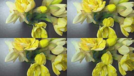 黄色的花朵缓缓绽放高清在线视频素材下载