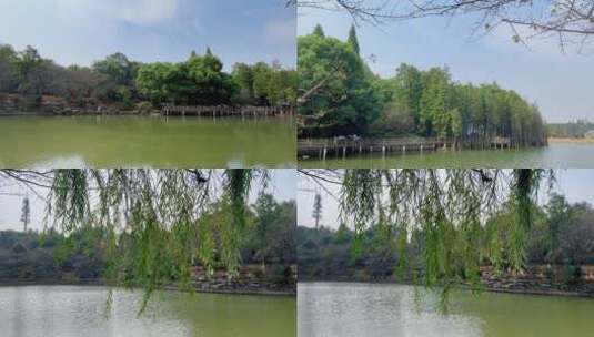 公园 湖面 柳树高清在线视频素材下载