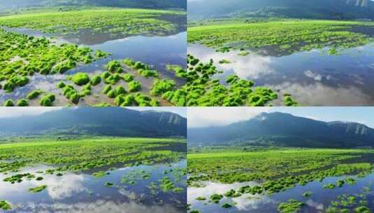 夏天绿色清新的腾冲北海湿地高清在线视频素材下载