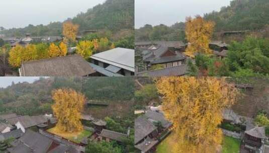 陕西秦岭古观音禅寺银杏树合集城市景观高清在线视频素材下载