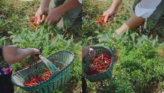 辣椒种植基地高清在线视频素材下载