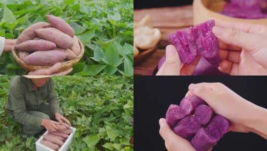 新鲜紫薯高清在线视频素材下载