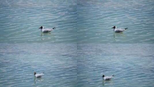 一只海鸥安逸地漂浮在清澈的湖面上高清在线视频素材下载