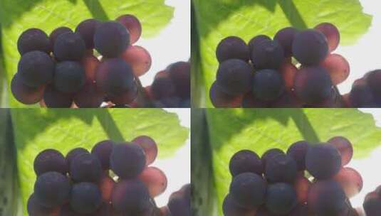 绿叶下的葡萄串高清在线视频素材下载