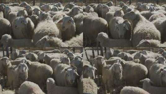 北方绵羊羊群高清在线视频素材下载